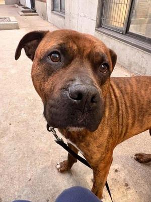 Monsieur Du Moule, Mixed Breed, young, available for adoption