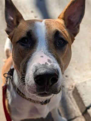 Gaston, Mixed Breed, puppy, available for adoption