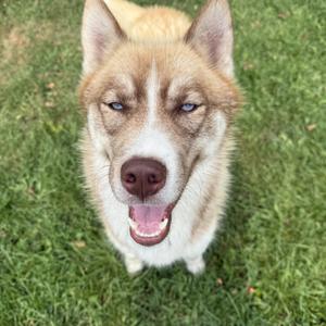Bandit, Husky, adult, available for adoption