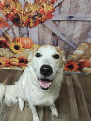 Marley, Mixed Breed, adult, available for adoption