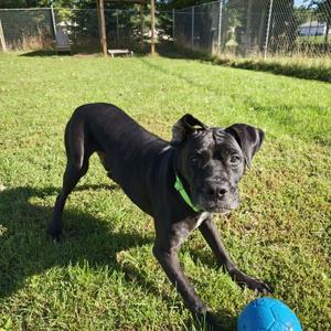 Chapo, Mixed Breed, adult, available for adoption