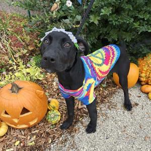 Bubbles, Doberman Pinscher / Labrador Retriever, puppy, available for adoption