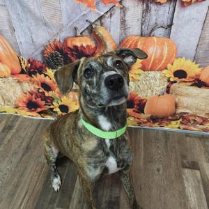Rajah, Whippet / Mixed Breed, adult, available for adoption
