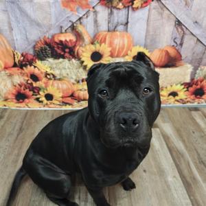 Beauty, American Bully / Mixed Breed, adult, available for adoption