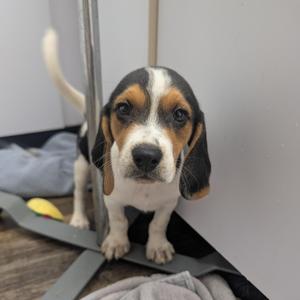 Beagle Puppies, Beagle, puppy, available for adoption