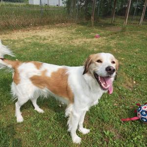 Mary Ann, Mixed Breed, young, available for adoption