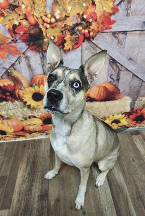 Versais aka Say-Say, Pit Bull Terrier / Siberian Husky, adult, available for adoption