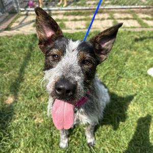 Sprout, Terrier, young, available for adoption