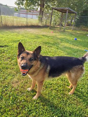 Lincoln, German Shepherd Dog / Australian Cattle Dog / Blue Heeler, adult, available for adoption