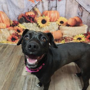 Bella, Pit Bull Terrier / Black Labrador Retriever, adult, available for adoption