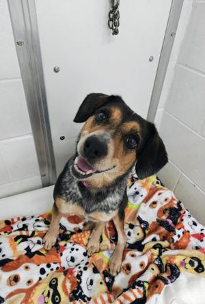 Geri, Beagle / Australian Cattle Dog / Blue Heeler, young, available for adoption
