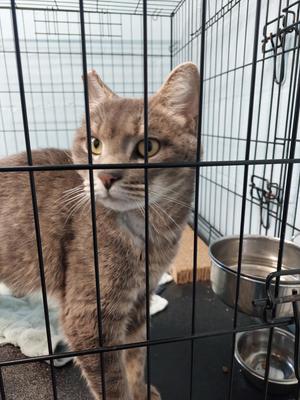Fred, adult, available for adoption
