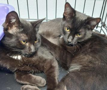 Tiny, kitten, available for adoption