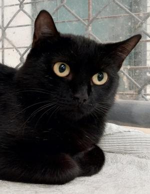 Mysteria, adult, available for adoption