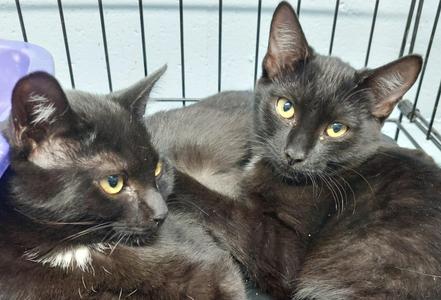 Lady Long Tail, kitten, available for adoption
