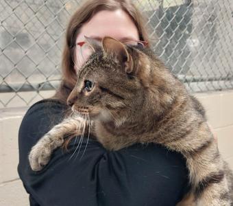 Zeus, senior, available for adoption