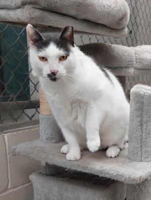A white cat with black patches on its head and back, sitting on a gray cat tree. The cat has striking orange eyes and is looking directly at the camera. The background includes a chain-link fence and a gray wall.