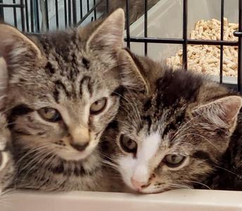 Louie and Zeno, kitten, available for adoption