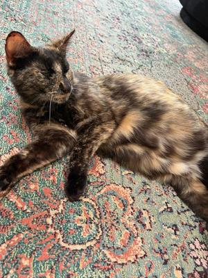 Cleo, young, available for adoption