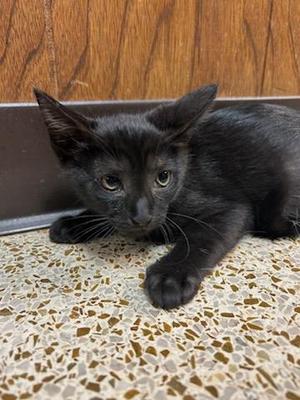 Usher, kitten, available for adoption