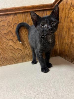 Genuwine, kitten, available for adoption