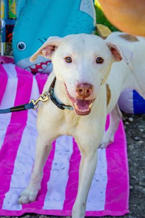 Kilo FKA Bently, Mixed Breed, adult, available for adoption