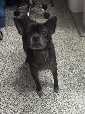 black dog standing on a speckled floor