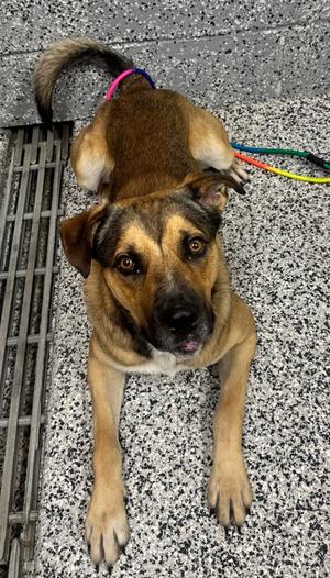Bucky, Mixed Breed, young, available for adoption