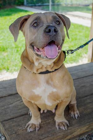 Daytona, Mixed Breed, adult, available for adoption