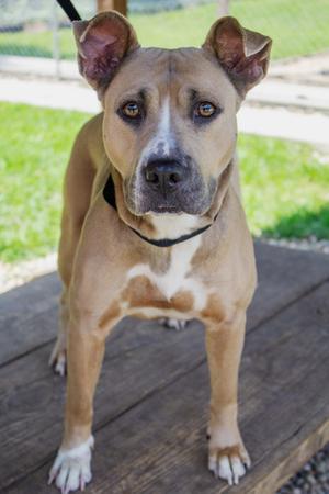 July, Mixed Breed, adult, available for adoption