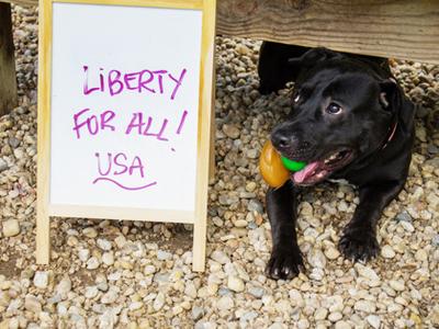 Liberty, Mixed Breed, adult, available for adoption