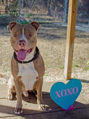Cash FKA Quagmire, Mixed Breed, adult, available for adoption