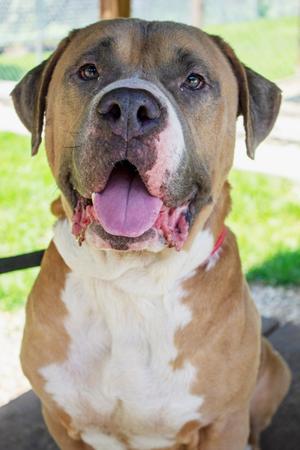 Chopper, Mixed Breed, adult, available for adoption