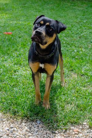 Fred, Mixed Breed, adult, available for adoption