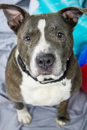 Belinda, Mixed Breed, senior, available for adoption