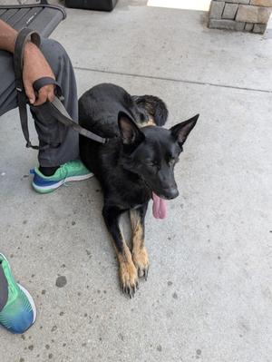 Leo, German Shepherd Dog Mix, adult, available for adoption