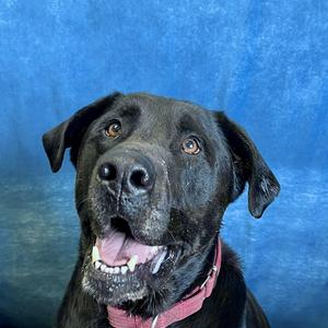Moose, Black Labrador Retriever, adult, available for adoption