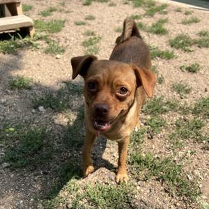 Tellame - NO FEE (Sponsored by Waters Edge Fairmont), Terrier, adult, available for adoption