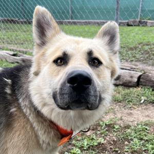Chase, German Shepherd Dog, adult, available for adoption