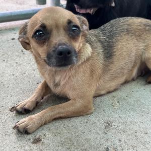 Torta, Chihuahua, adult, available for adoption