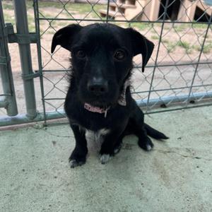 Taco, Terrier, adult, available for adoption