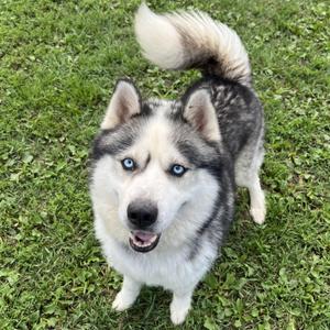 Bullseye - NO FEE (Sponsored by Hawkins Chevrolet), Husky, young, available for adoption