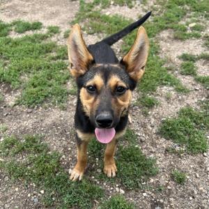 A German Shepherd puppy with a black and tan coat, standing on a patchy grass and dirt ground, looking up with its tongue out.