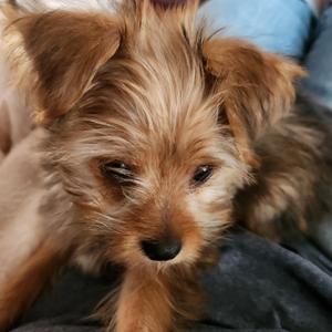 Nemo, Yorkshire Terrier, puppy, available for adoption