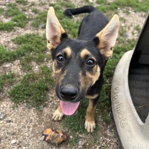Bijou, German Shepherd Dog, puppy, available for adoption