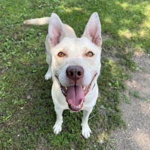 Jojo, Shepherd / Husky, young, available for adoption