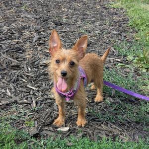 A small brown dog wearing a purple harness and leash, standing on a mulch-covered ground with grass in the background.