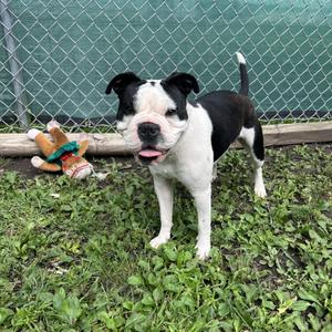 Roman, Boston Terrier / Mixed Breed, young, available for adoption