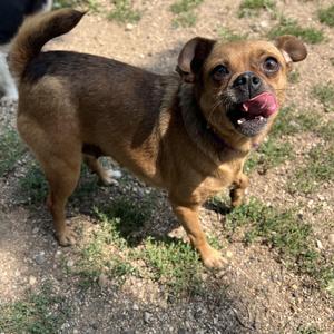 Yara, Terrier / Pug, adult, available for adoption