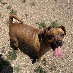 Scoobie - NO FEE (Sponsored by Hawkins Chevrolet), Terrier, adult, available for adoption